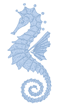 Seahorse graphic